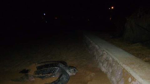 Mazatlán recibió la visita de una Tortuga Laúd después de 14 años