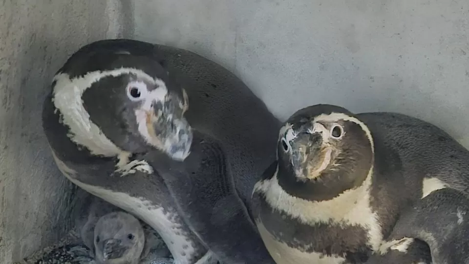 Acuario logra la reproducción del primer pingüino en Mazatlán