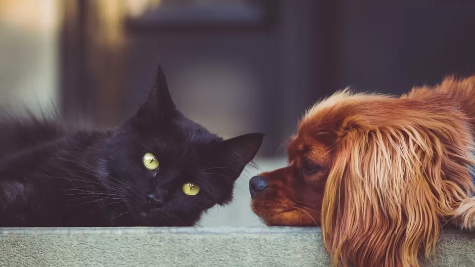 Debido al calor y la humedad, las mascotas pueden sufrir de diversas enfermedades, señala especialista de la UAS