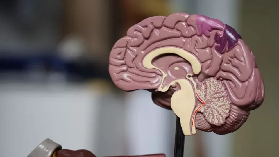 Implante cerebral transforma pensamientos en habla casi en tiempo real: esperanza renovada para la comunicación