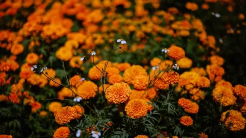 Flores garantizadas para Día de Muertos en Sinaloa pese a bloqueos: abasto asegurado