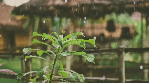 Sinaloa: ¿Las últimas lluvias del año? Pronóstico de ambiente cálido y posibles precipitaciones este 31 de octubre