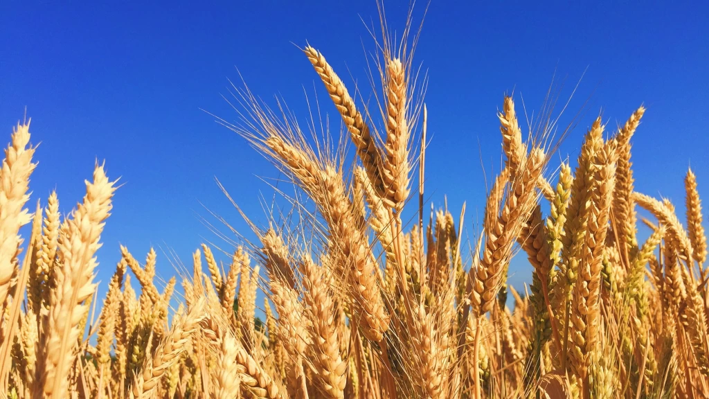 Sinaloa: Rocha Moya anuncia apoyo extraordinario de 400 pesos por tonelada para productores de trigo
