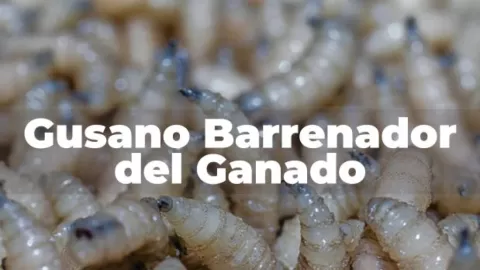 Alerta Sanitaria Nacional: Gusano Barrenador Aumenta Casos Humanos y Azota Ganado en México; Presión Económica en el Sector Cárnico