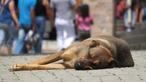 Operativo 'Perrito Peregrino 2025': CDMX Lucha Contra el Abandono Animal en Fiestas Guadalupanas