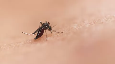 UASLP Lidera Avances Cruciales en Prototipos de Vacunas contra Zika y Dengue