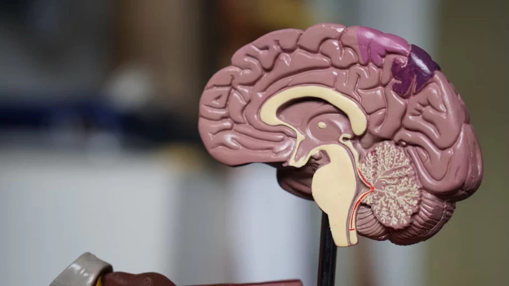 ¿Microplásticos en tu cerebro? Un estudio enciende las alarmas sobre el impacto en la salud neurológica