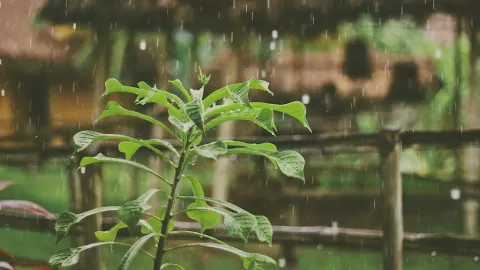 Esperanza en el Campo Sinaloense: Pronósticos de Lluvias 2026 Anuncian el Posible Fin de la Sequía para Agricultores de Los Mochis, AARFS Confirma