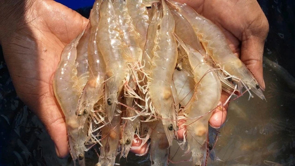 Mazatlán: Últimos Barcos Camaroneros Atracan Cierre de Temporada, Miles de Pescadores Enfrentan Veda