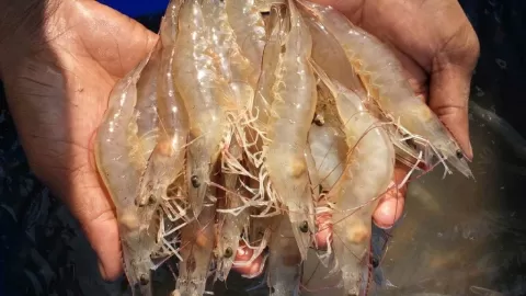 Mazatlán: Últimos Barcos Camaroneros Atracan Cierre de Temporada, Miles de Pescadores Enfrentan Veda