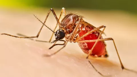 Cofepris da Luz Verde a Qdenga, la Nueva Vacuna que Revoluciona la Prevención del Dengue en México