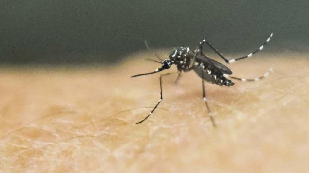 Alerta Dengue en México: 973 Casos Acumulados en Marzo y 23 Estados Afectados. ¡Conoce los Síntomas y Prevención!