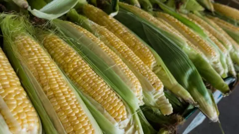 La estrategia de comercialización del maíz beneficiará a los 25 mil productores sinaloenses, asegura Rocha Moya