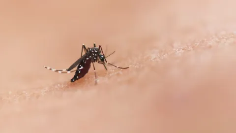 México Evalúa Vacuna Tetravalente contra el Dengue: Un Paso Ante la Hiperendemicidad