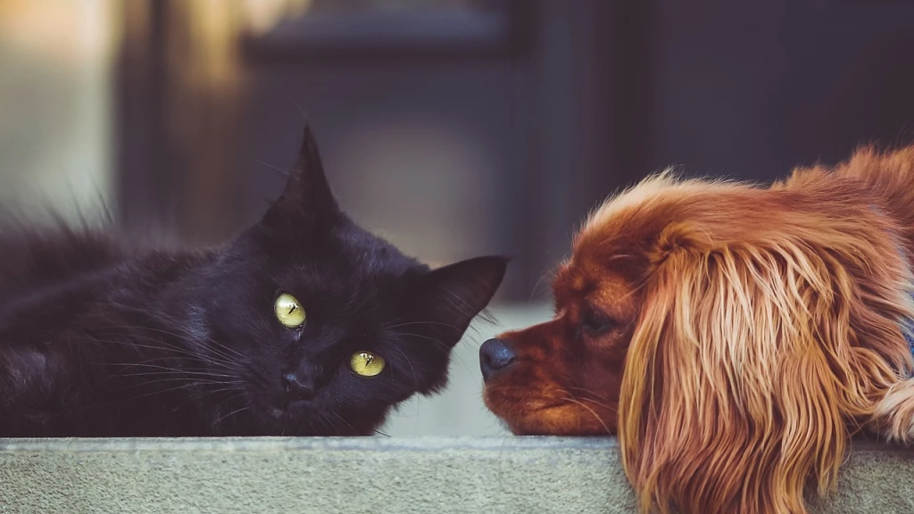 Microbiota Intestinal e Inmunidad en Cachorros: Claves que Definen una Salud Canina Duradera