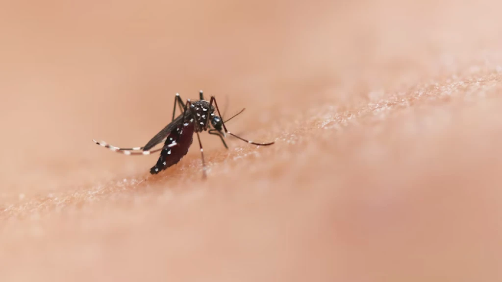 Alerta en Sinaloa: Salud Estima Aumento del 20% en Casos de Dengue; Registran 454 Contagios en 2026