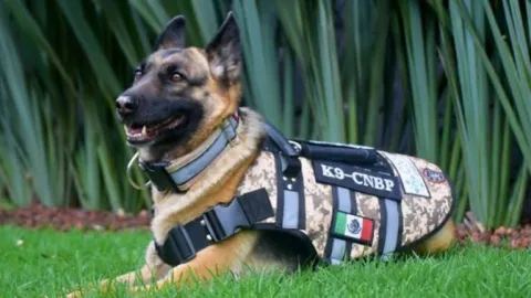 Molly, la nueva heroína K9: Comisión Nacional de Búsqueda de México fortalece la localización de desaparecidos